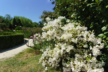 Beautiful Bush of blooming white azaleas of the genus Rhododendron in the city Park. Sunny day