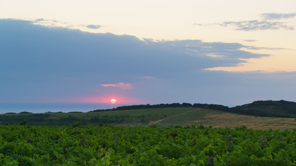 Sunset over the vineyards. Summer evening in Anapa district of Krasnodar region