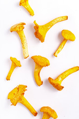 Raw fresh chanterelle mushrooms on a white background. Top view