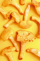 Raw fresh chanterelle mushrooms on a yellow background. Top view