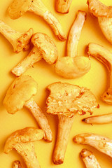 Raw fresh chanterelle mushrooms on a yellow background. Top view