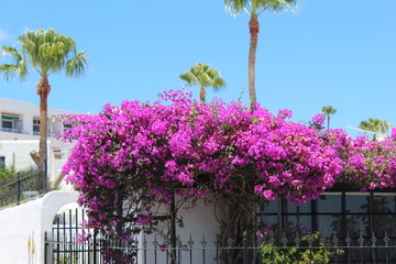 flowers in front of an old cottage