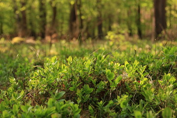 Junges Grün im Spreewald