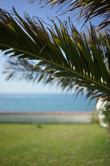 Naklejka premium Palm at the beach 