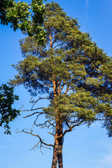 crown of pine and deciduous tree against blue sky