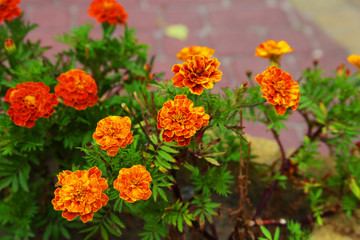 Цветы для красивого фона