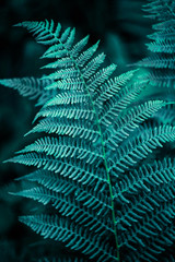 forest fern leaf on a dark background close-up