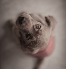 CACHORRO COCKER SPANEL 