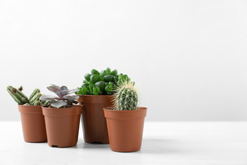 Beautiful succulent plants in pots on white table against light background, space for text. Home decor