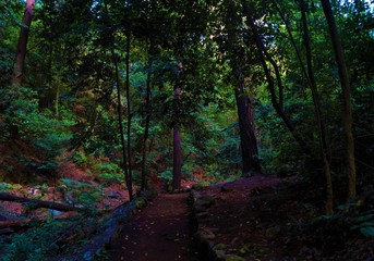 Beautiful path in the forest