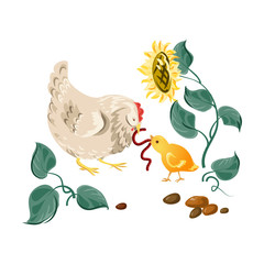 Farm white hen give ground worm to chicken