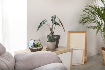 Trendy room interior with different home plants