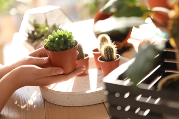 Woman taking care of home plants at table, closeup with space for text