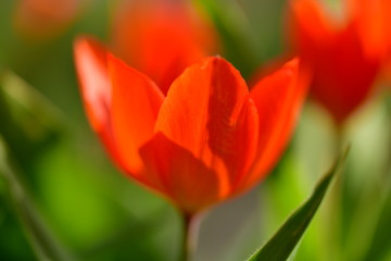 red tulips in the garden