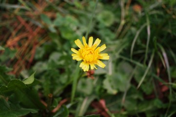flowers colors macro photography