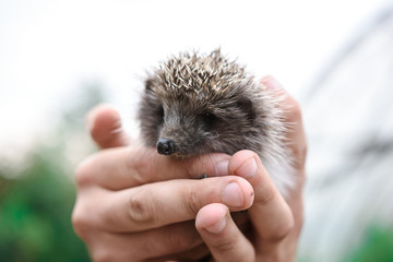 hedgehog in nature on his hands. hedgehog in hand