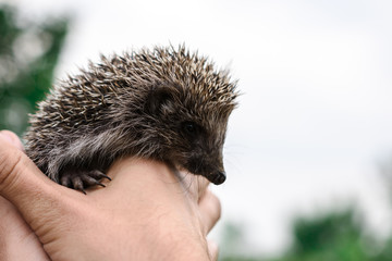 hedgehog in nature on his hands. hedgehog in hand