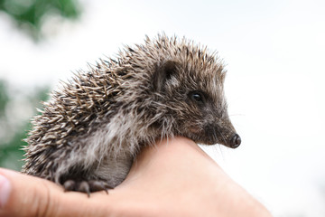 hedgehog in nature on his hands. hedgehog in hand