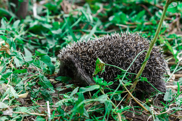 hedgehog on nature. land, summer, nature