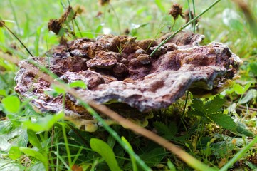 rain drops nature green
