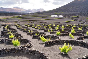 The vineyards of La Gería. Protected area in Lanzarote DO wine region. Single vines are planted in pits, with small lava stone walls around to protect the plants from the winds.