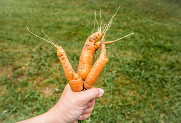 Odd looking weird mutant uneven carrots in hand outdoors, green grass on the background. Rejected...