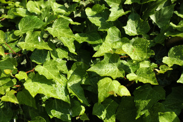Green ivy leaves with rain drops as background
