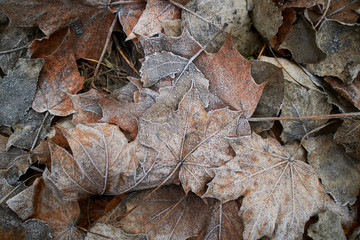 leaves covered with hoarfrost