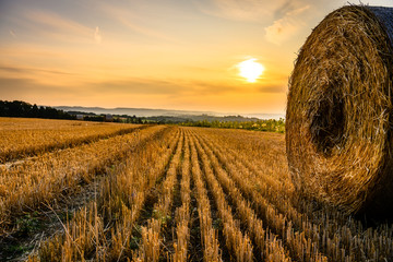 sunset cornfield