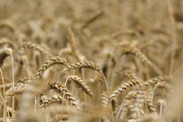 Fototapeta premium Wheat