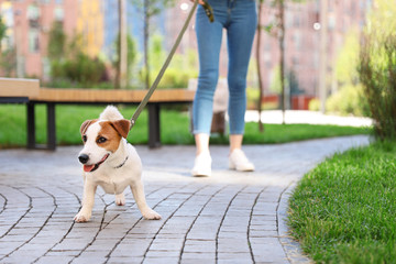 Woman walking with adorable Jack Russell Terrier dog outdoors