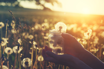 young female hands holding glass jar full of beautiful fluffy white fresh fragile dandelion...