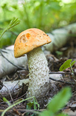 Beautiful growing edible mushroom boletus on a background of green grass, large