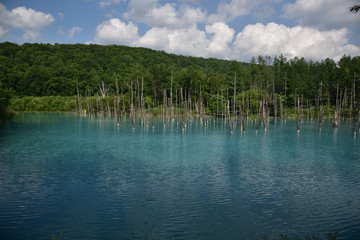 日本の北海道美瑛町の青い池