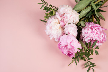 Beautiful blooming flowers on pink background. Peonies