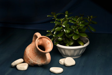 Succulent houseplant Crassula Ovata in a pot on rustic background. Still life with stones and broken amphora