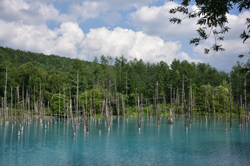日本の北海道美瑛町の青い池