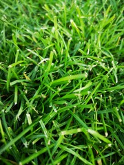 Grass