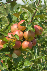 Half red apples hang on a branch in the garden