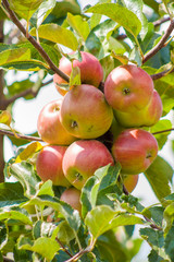 Half red apples hang on a branch in the garden
