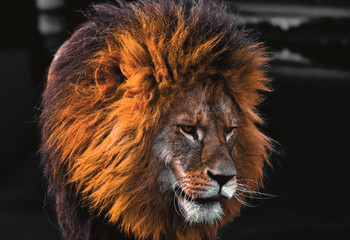 Lion the king of jungle 