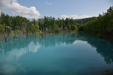 Fototapeta premium 日本の北海道美瑛町の青い池