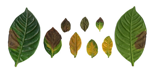 Collection of leaves isolated on a white background. Fresh Green Leaves
