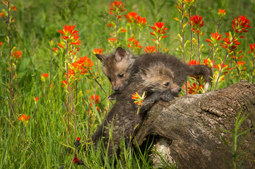 Obraz premium Red Fox (Vulpes vulpes) Kits Scrabble at Log Summer