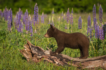 Black Bear Cub (Ursus americanus) Stands on Log Lupine in Background Summer © geoffkuchera