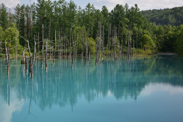 Fototapeta na wymiar 日本の北海道美瑛町の青い池
