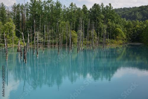 日本の北海道美瑛町の青い池 Wall Mural Wallpaper Murals 仁 藤原 日本の北海道美瑛町の青い池 Wall Mural Wallpaper Murals 仁 藤原