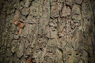 Oak bark background