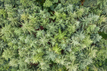 a top view of a green mixed forest