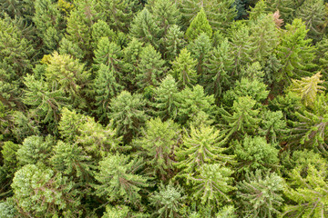 a top view of a green mixed forest